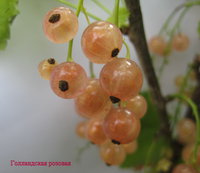 Голландская розовая