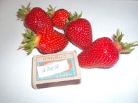 DSC02280.JPG