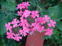 DSC00381.JPG