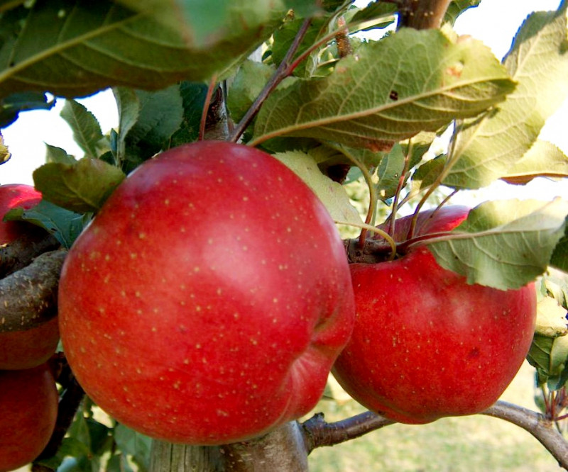 Melrose-Apfel.jpg
