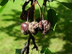 Cherries_attacked_by_fungi_03.JPG