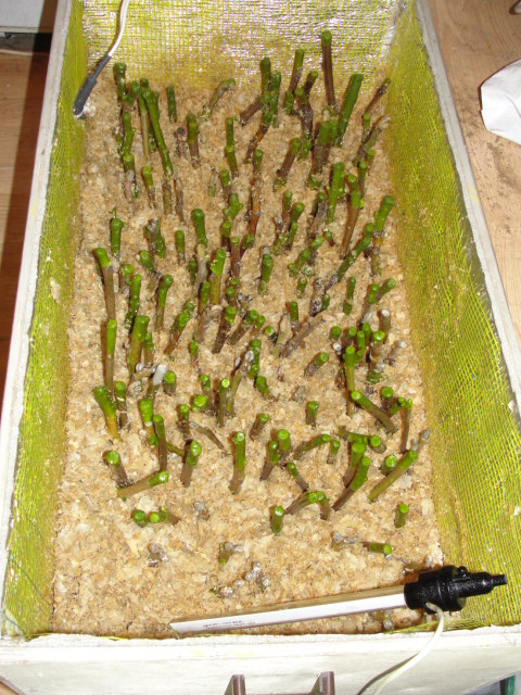 DSC07336.JPG