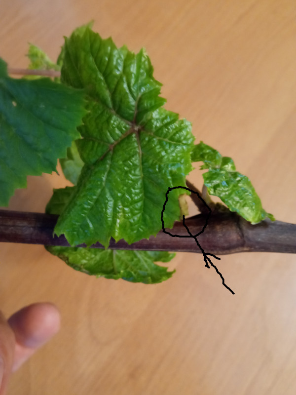 Сухой лист винограда.jpg