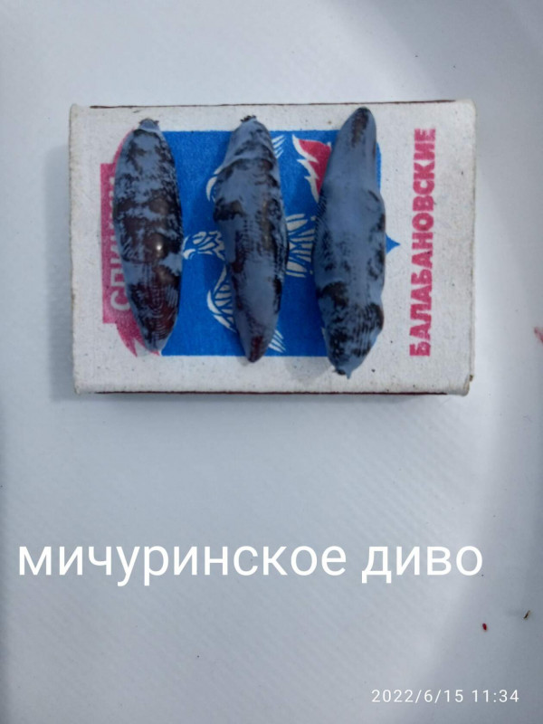 жимолость мичуринское диво 1.jpg