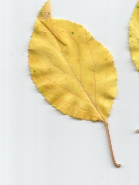 Жёлтые листья на абрикосе0002.jpg