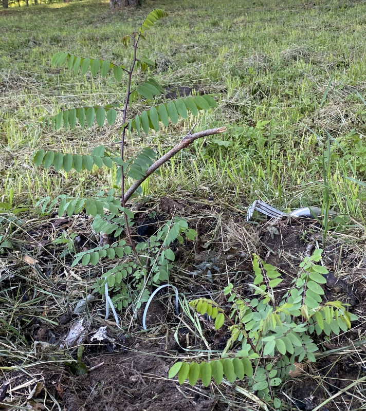 акация розовая_Роща 500_16.07.2022.jpg