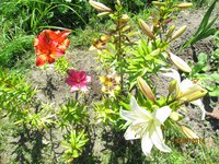 Resize of IMG_0754.JPG