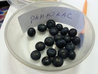 Высокорослая голубика сорта Ранкокас самая сладкая из всех представленных сортов