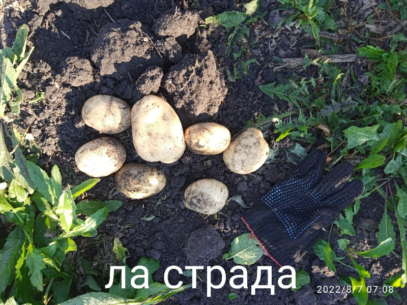 ла страда.jpg