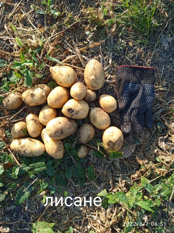 лисане.jpg