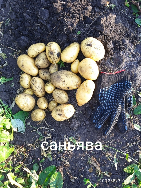 саньява.jpg
