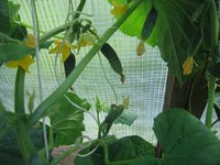 IMG_5978.jpg
