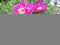 DSC00129.jpg