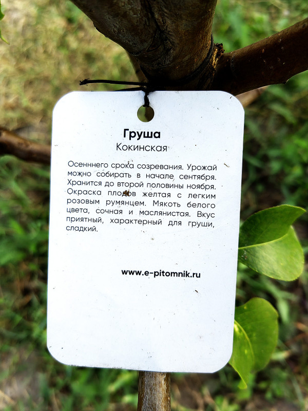 Приобретал здесь