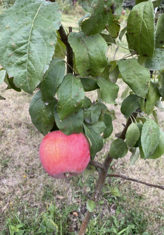 C780693B-1954-42AE-9DE3-EEEBB6BA23D2.jpeg