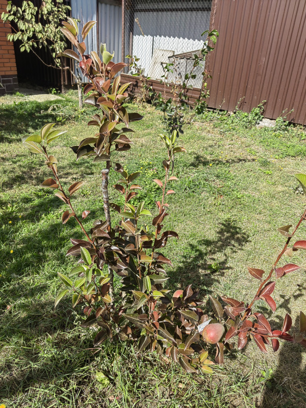IMG_20220909_121631.jpg