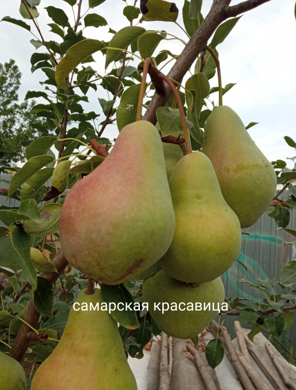 IMG_20220828_090615.jpg