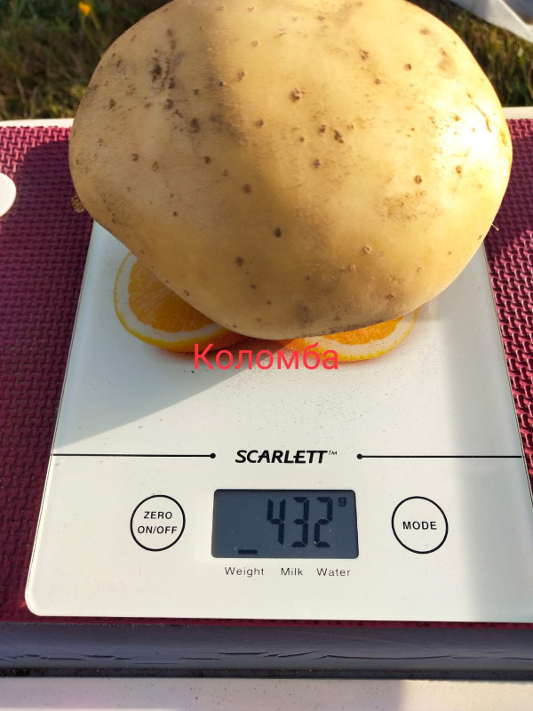 Коломба1.jpg