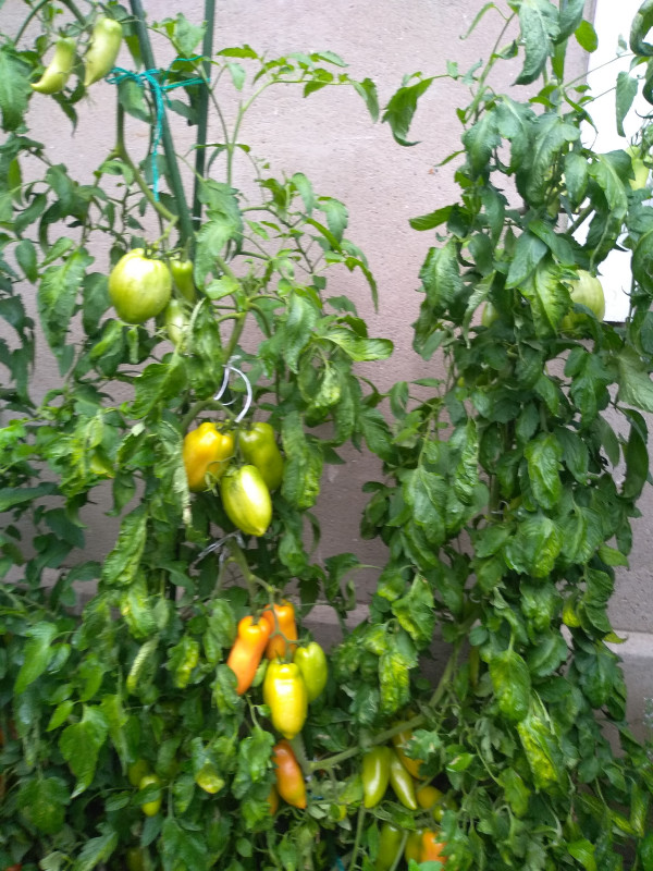 Корнабель