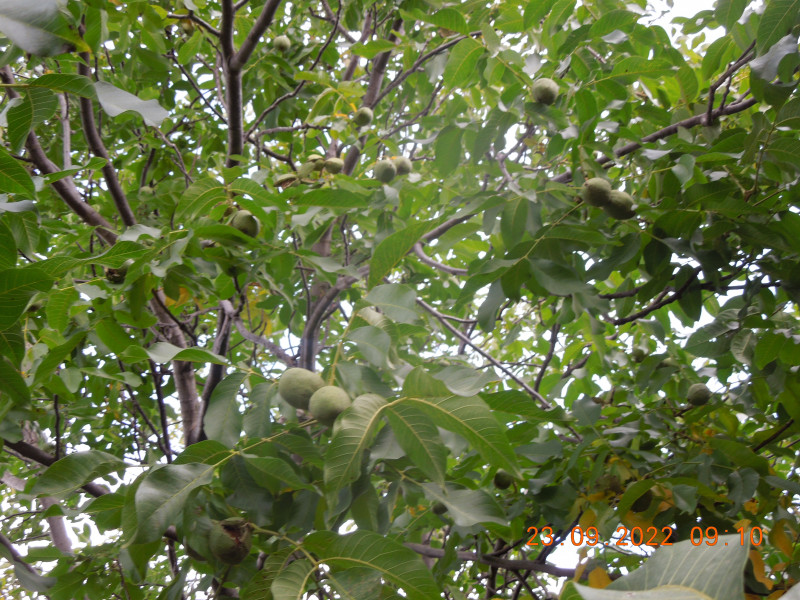 DSCN9288.JPG