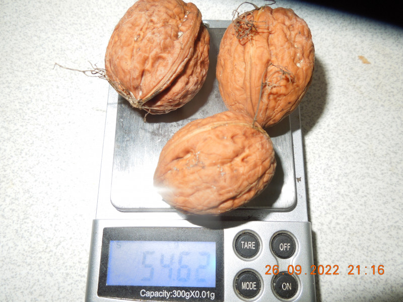 DSCN9297.JPG