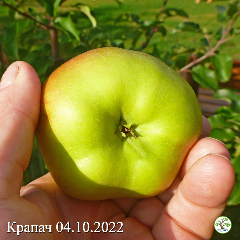 Ябл6 041022 03.jpg