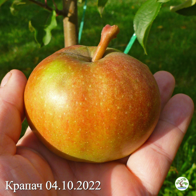 Крапач. Яблоко не крупное, 168г.