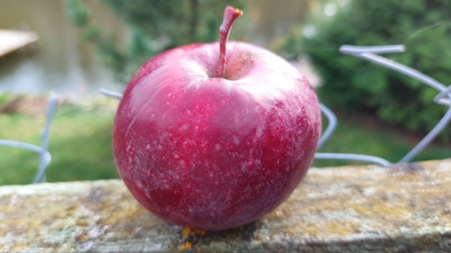 BFE3996E-0244-48D8-98D5-75BE4914446A.jpeg