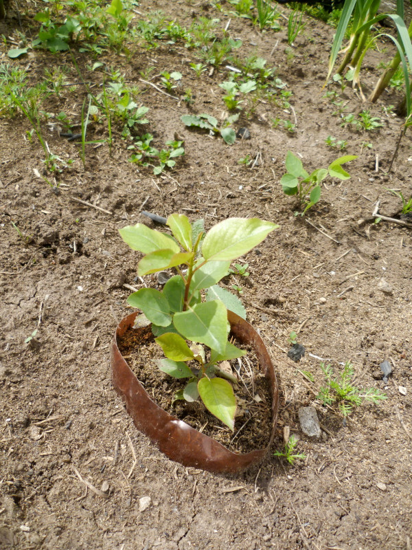 сеянец 06.06.18.jpg