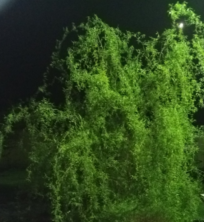 MVIMG_20190511_232915.jpg