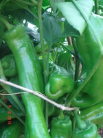 DSC08683.JPG