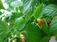 DSC08612.JPG