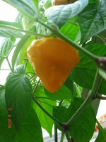 DSC08613.JPG