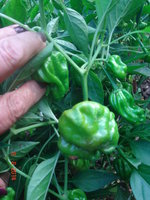 DSC08650.JPG