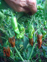 DSC08652.JPG