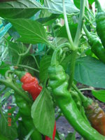 DSC08653.JPG