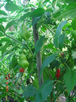 DSC08656.JPG
