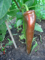DSC08657.JPG