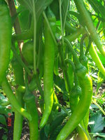 DSC08673.JPG