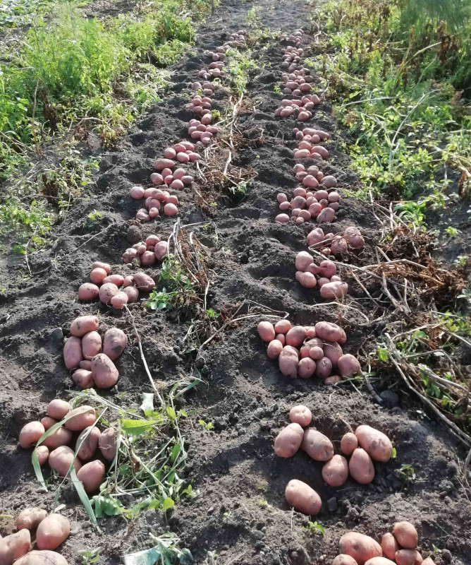 Это фото 2019 года, как видите, плодов в лунке немного.