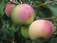 Красуля, конец августа 2011 г