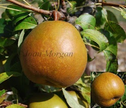 Sheldon Pear Morgan.jpg