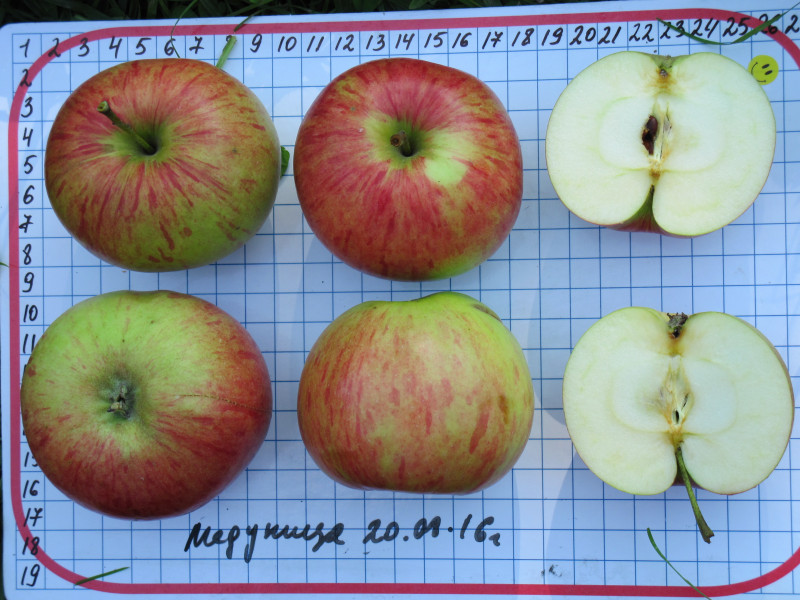 Медуница-16-14.JPG
