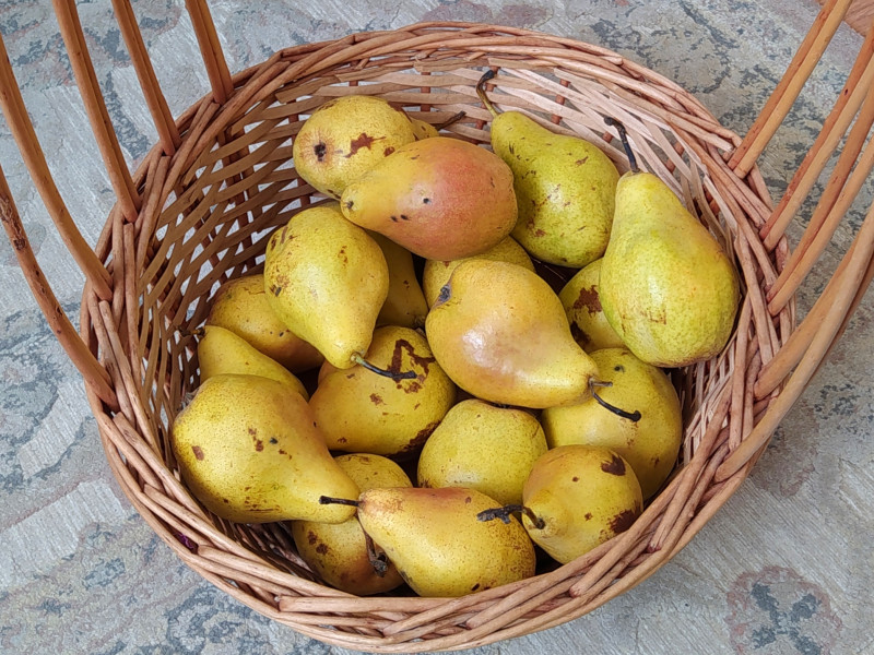 Ксения