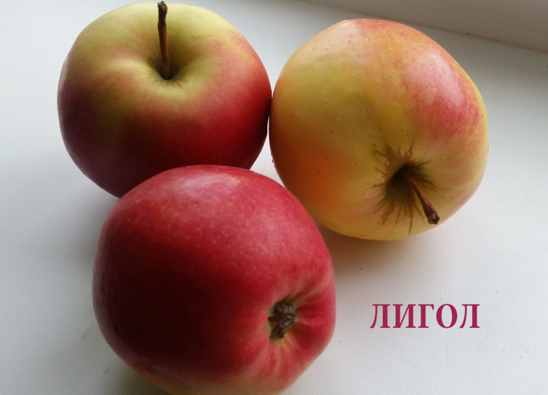 ЛИГОЛ
