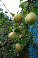 Раннесладкая Сусова (на аронии).JPG