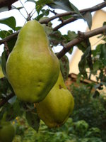 DSC01780.jpg