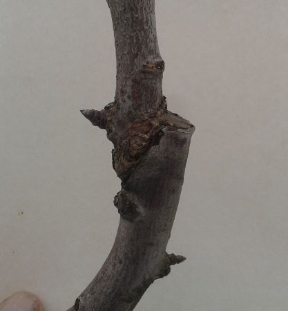 за кору.JPG