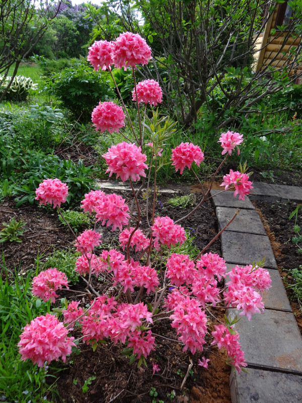 DSC04200ф.jpg
