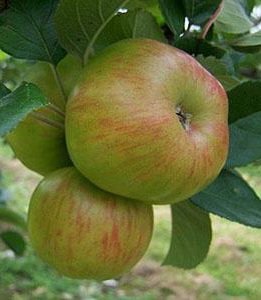 apple_browns_ext_900x.jpg